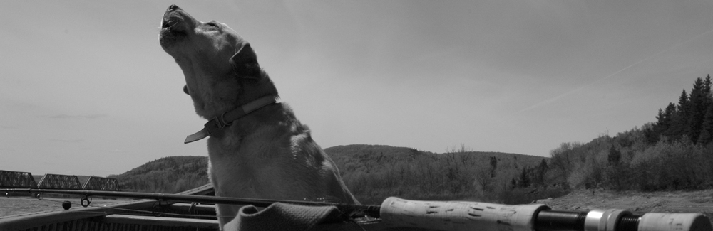 Howling Dog.jpg - 169123 Bytes
